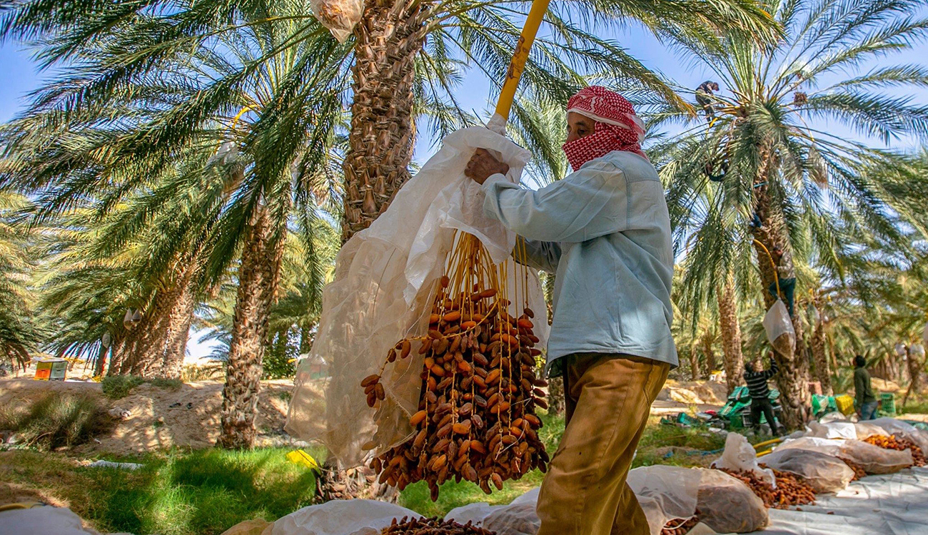 Filière des dattes : Au-delà des volumes, le défi de...