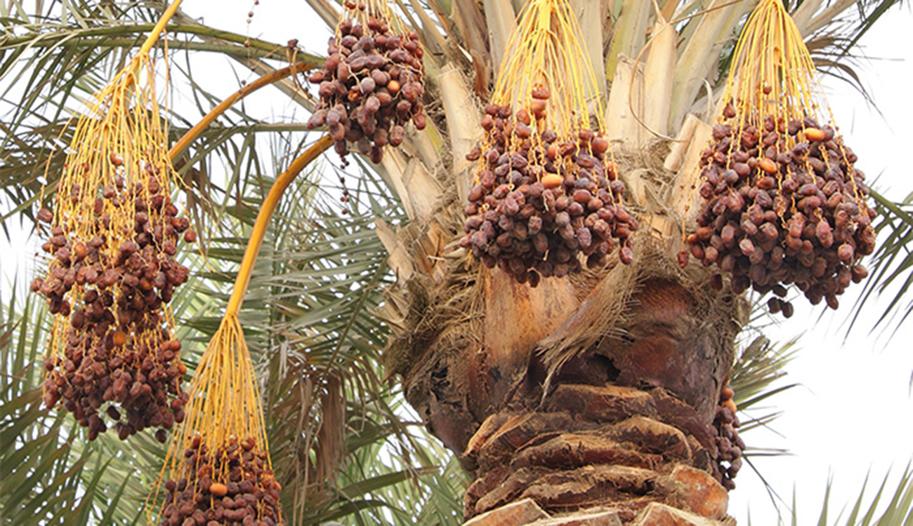 Filière des dattes : Repenser les stratégies pour valoriser ...