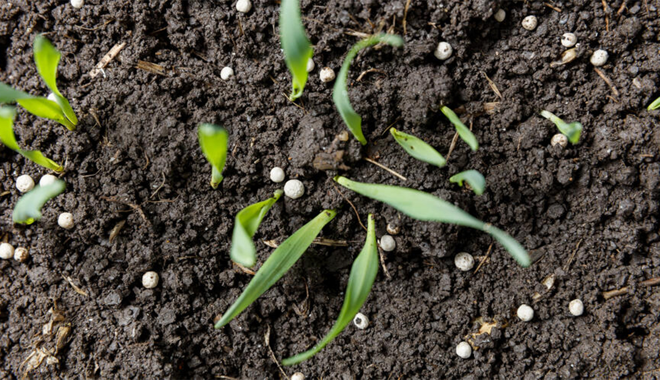 Siliana-pénurie d&rsquo;engrais: une intervention urgente nécessaire pour sauver les grandes...