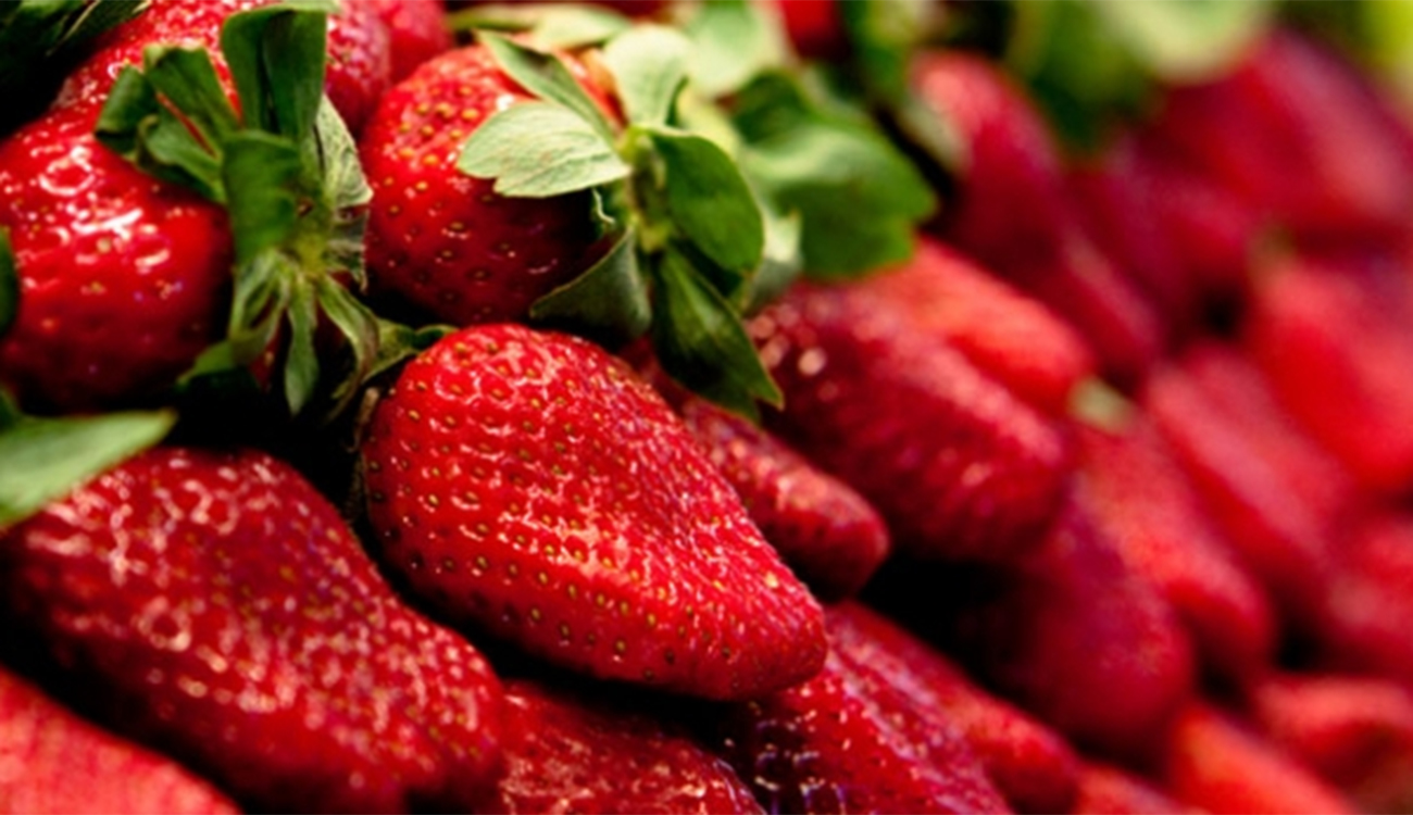 Nabeul : coût de production des fraises atteint 120 000 dinars/ha