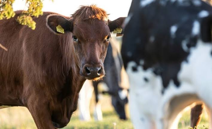 Le bétail menacé de la maladie « Boumrira » : le ministère...