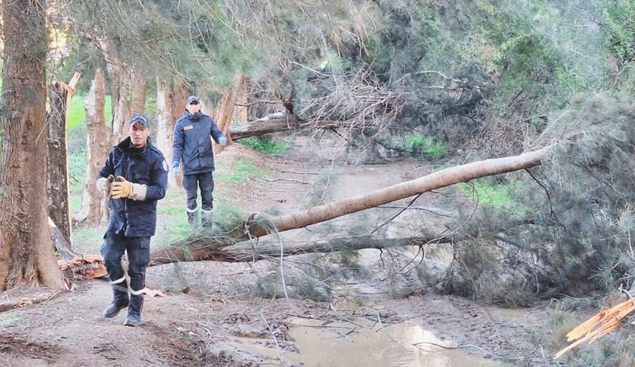 Jendouba : chute d&rsquo;arbres et glissements de terrain suite aux...
