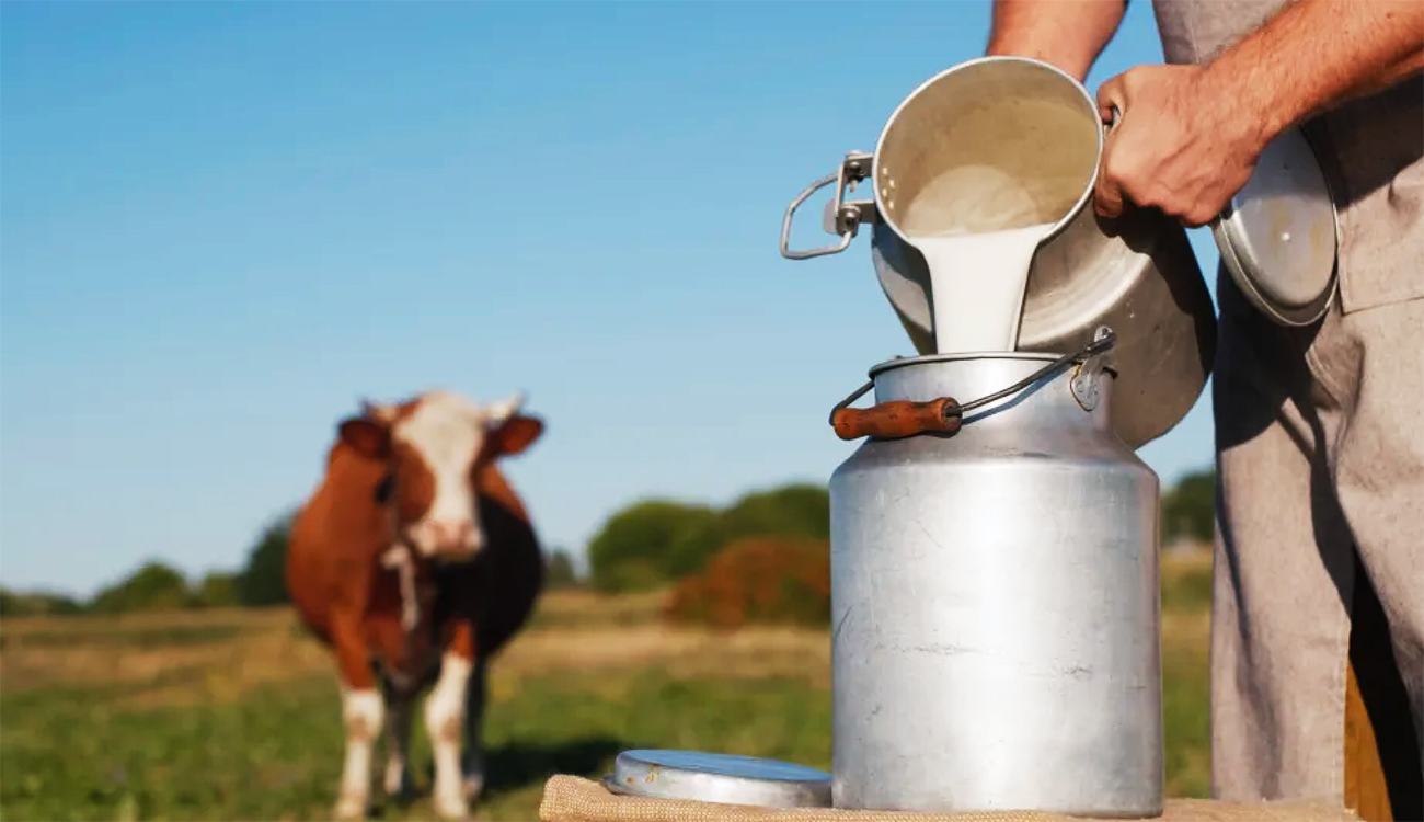 Filière laitière : Des réformes structurelles s’imposent 