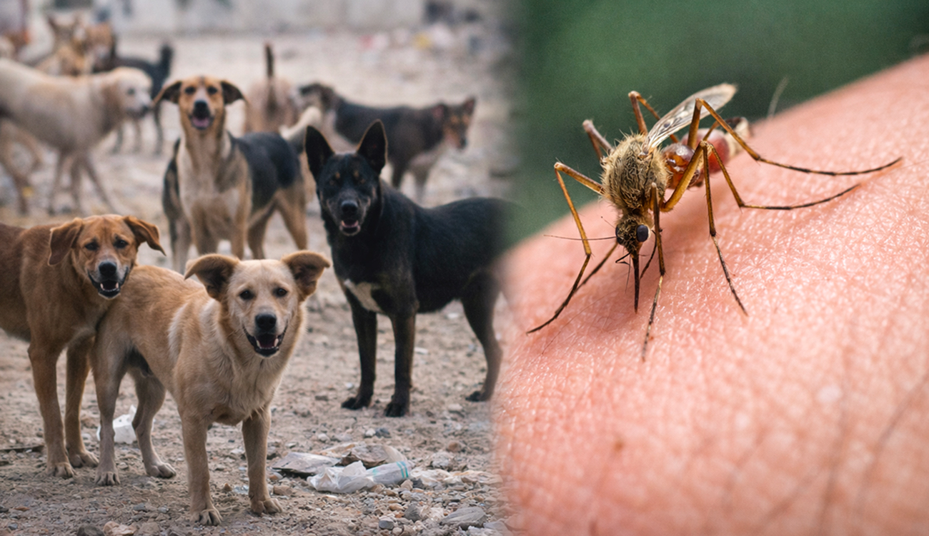 30 nouveaux cas de leishmaniose confirmés à Kasserine : Attention...