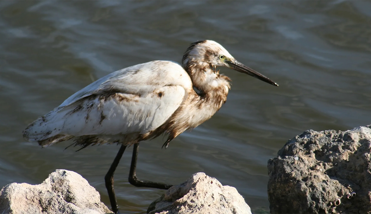 105 espèces recensées entre 2019 et 2023 : le bilan...