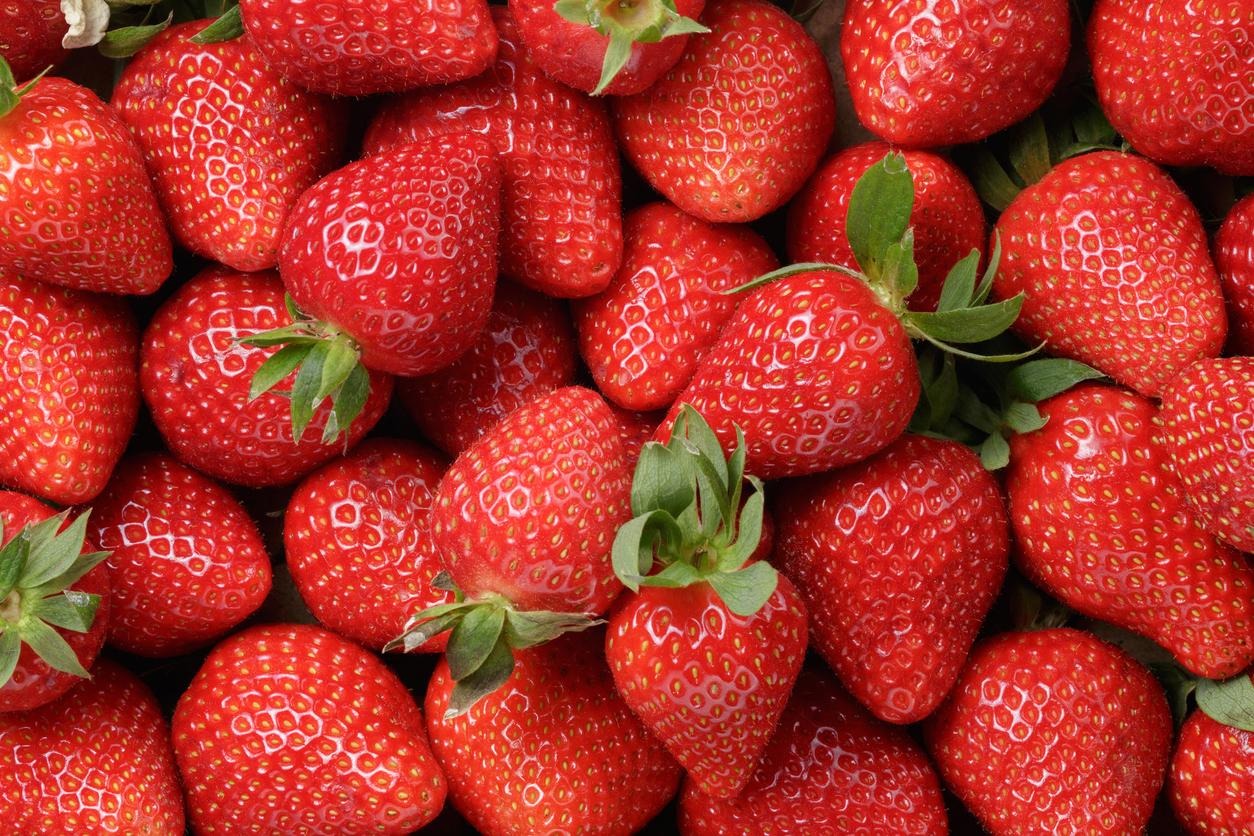 Nabeul: les plantations de fraises durement  touchées par les...