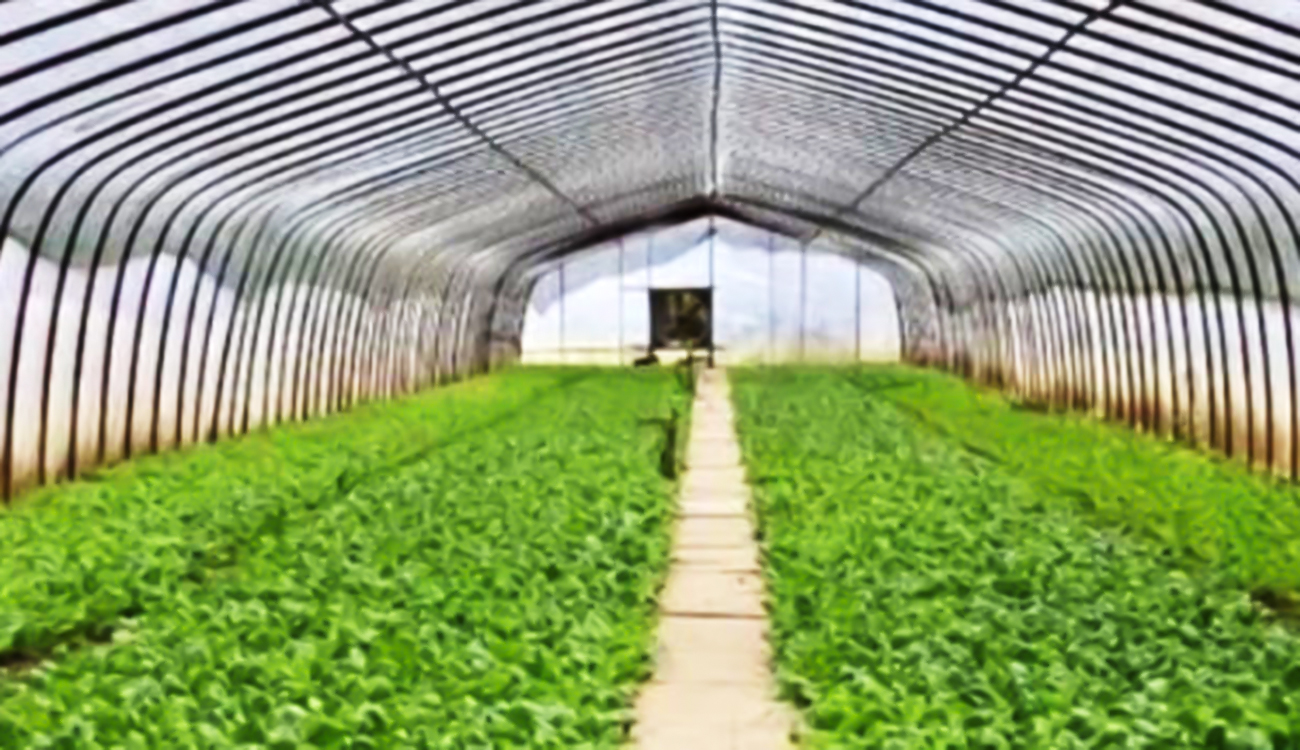 Kébili : La géothermie au cœur d’une nouvelle ère agricole