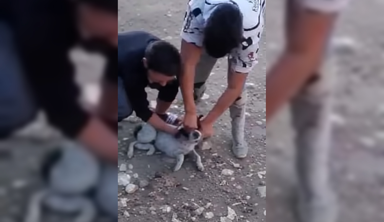 Tunisie : une vidéo de cruauté animale choque le pays
