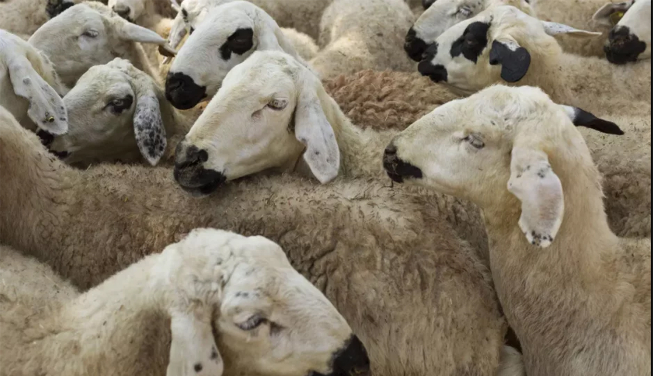 Kairouan : Les éleveurs sur le qui-vive à cause du...