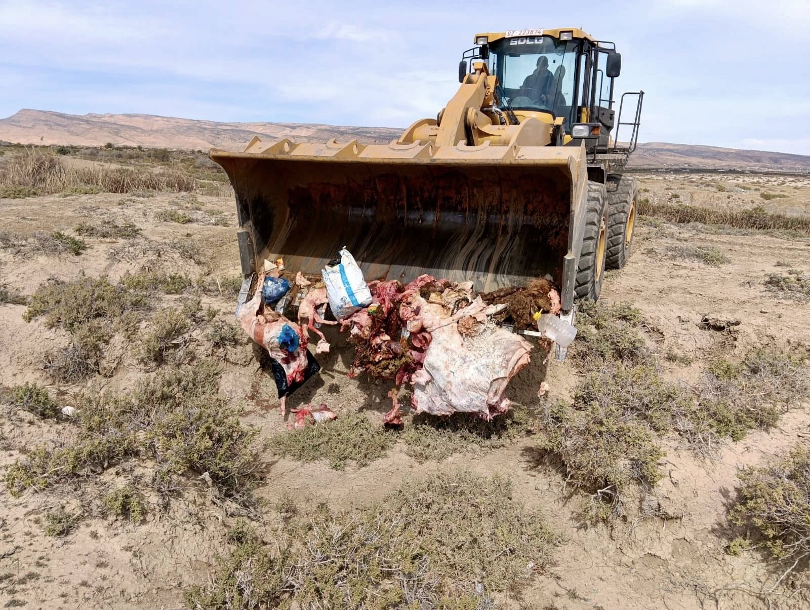 Saisie et destruction de viandes contaminées par la tuberculose bovine...
