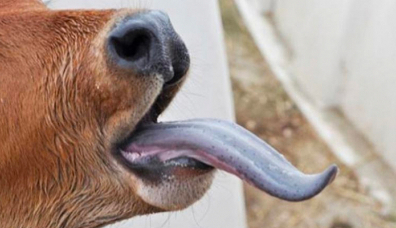 Maladie de la langue bleue : un vétérinaire alerte sur...
