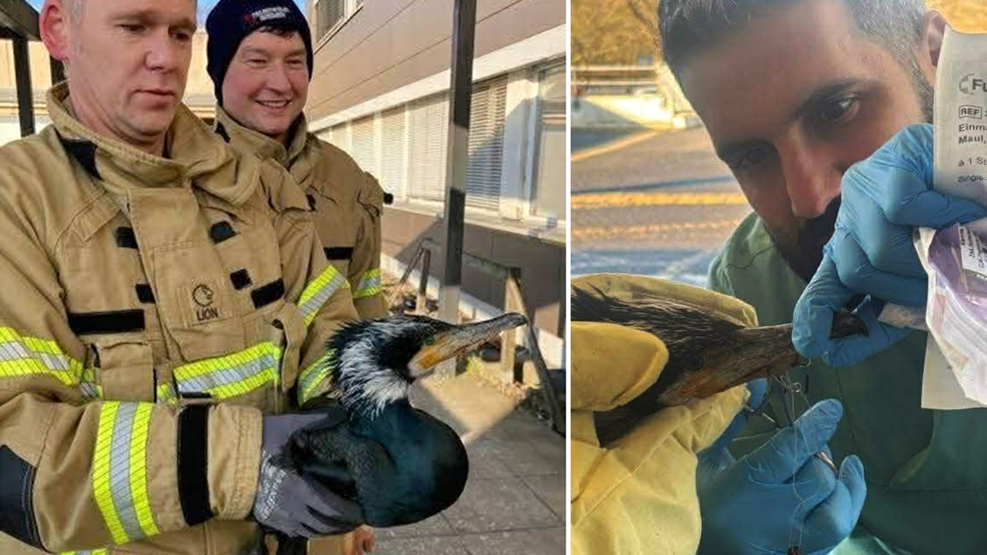 Insolite à Berlin : Un oiseau blessé picore la porte...