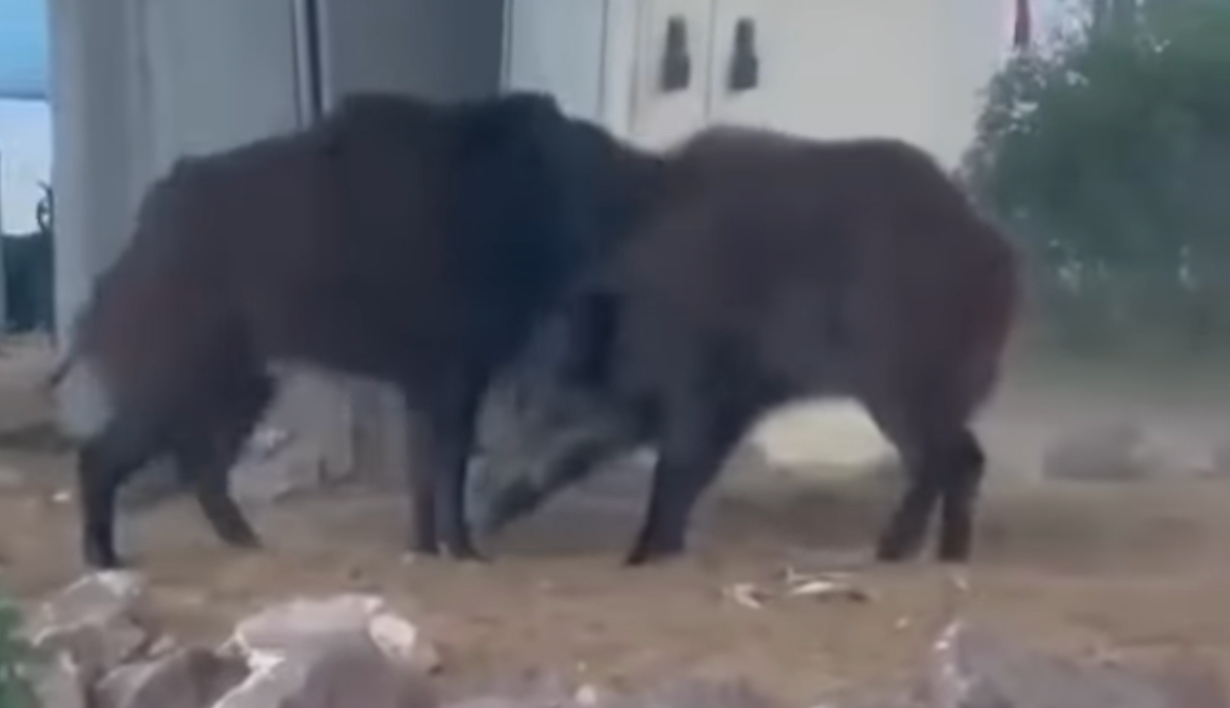 Des sangliers en plein centre de Tunis : l’avenue Habib...