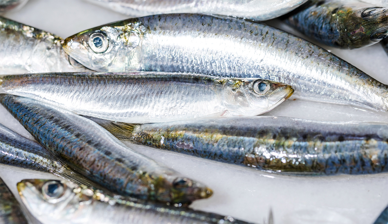 Sardine : quand le “poisson du pauvre” devient un luxe...