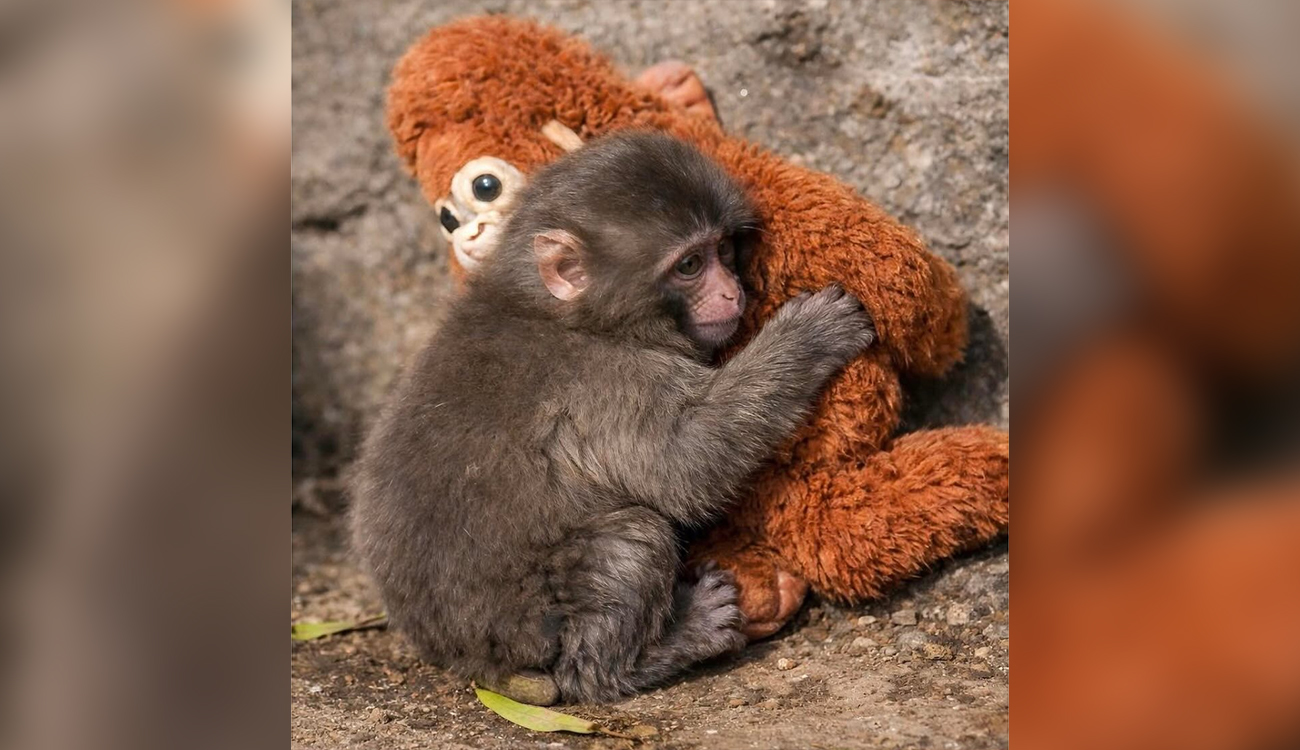 “Punch”: le bébé macaque abandonné qui a ému des milliers...
