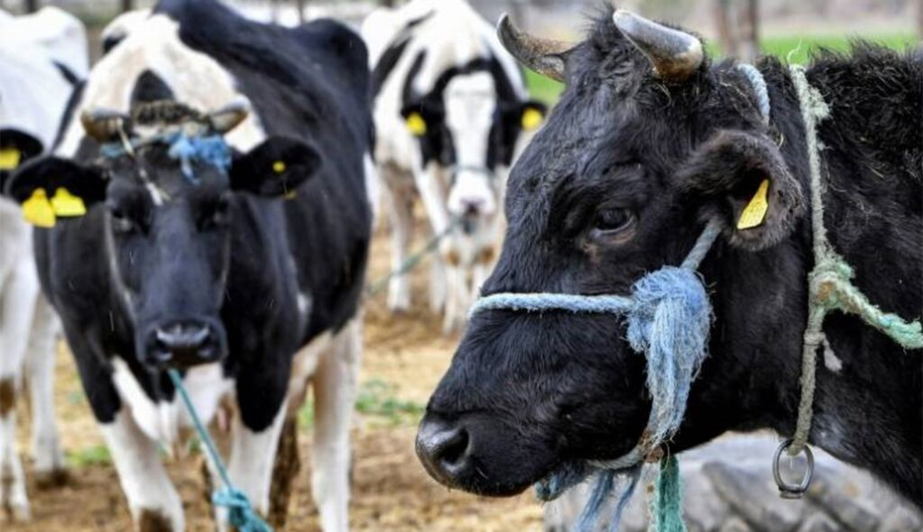 Kasserine : hausse inquiétante des cas de rage chez les...