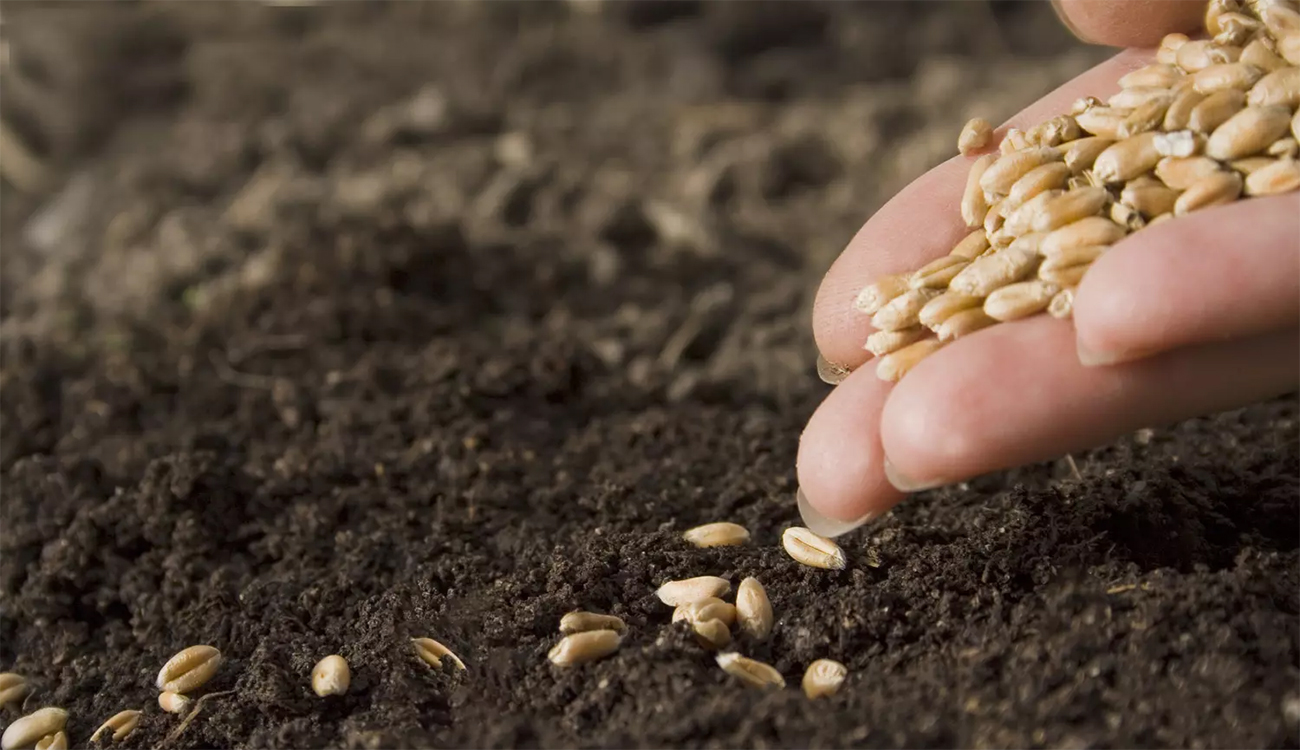 Céréaliculture en crise, la recherche agronomique confirme : La solution...