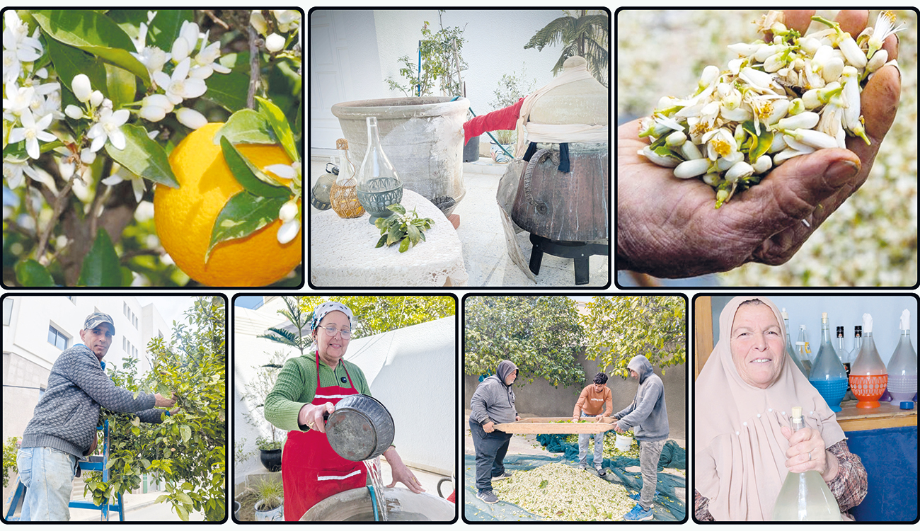 De la cueillette à la distillation des fleurs de bigaradier...