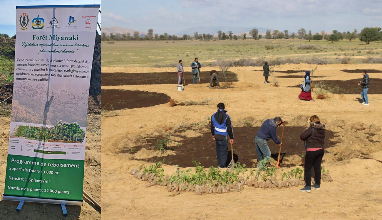 Méthode japonaise Miyawaki : la Cité médicale des Aghlabides se...