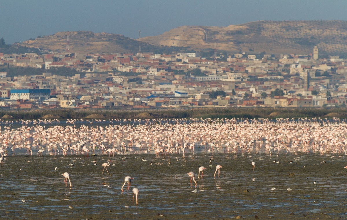 Zones humides : la société civile méditerranéenne se mobilise à...