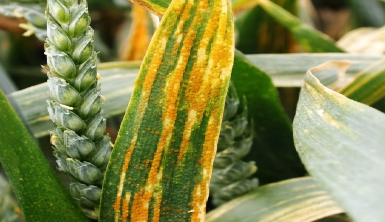 Blé dur : premiers foyers de rouille jaune signalés