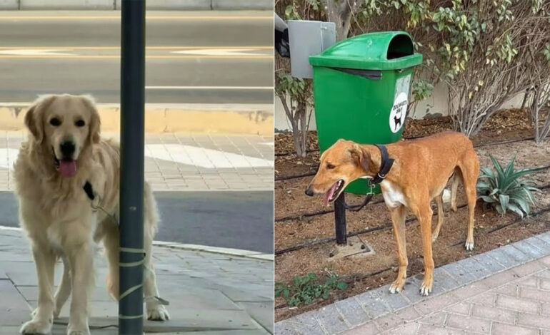Moyen-Orient : derrière la guerre, le triste sort de centaines d’animaux abandonnés