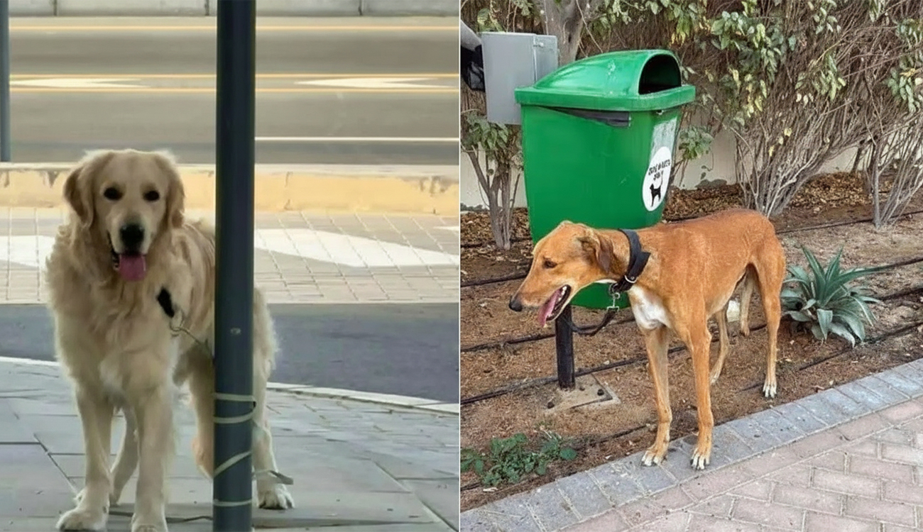 Moyen-Orient : derrière la guerre, le triste sort de centaines...