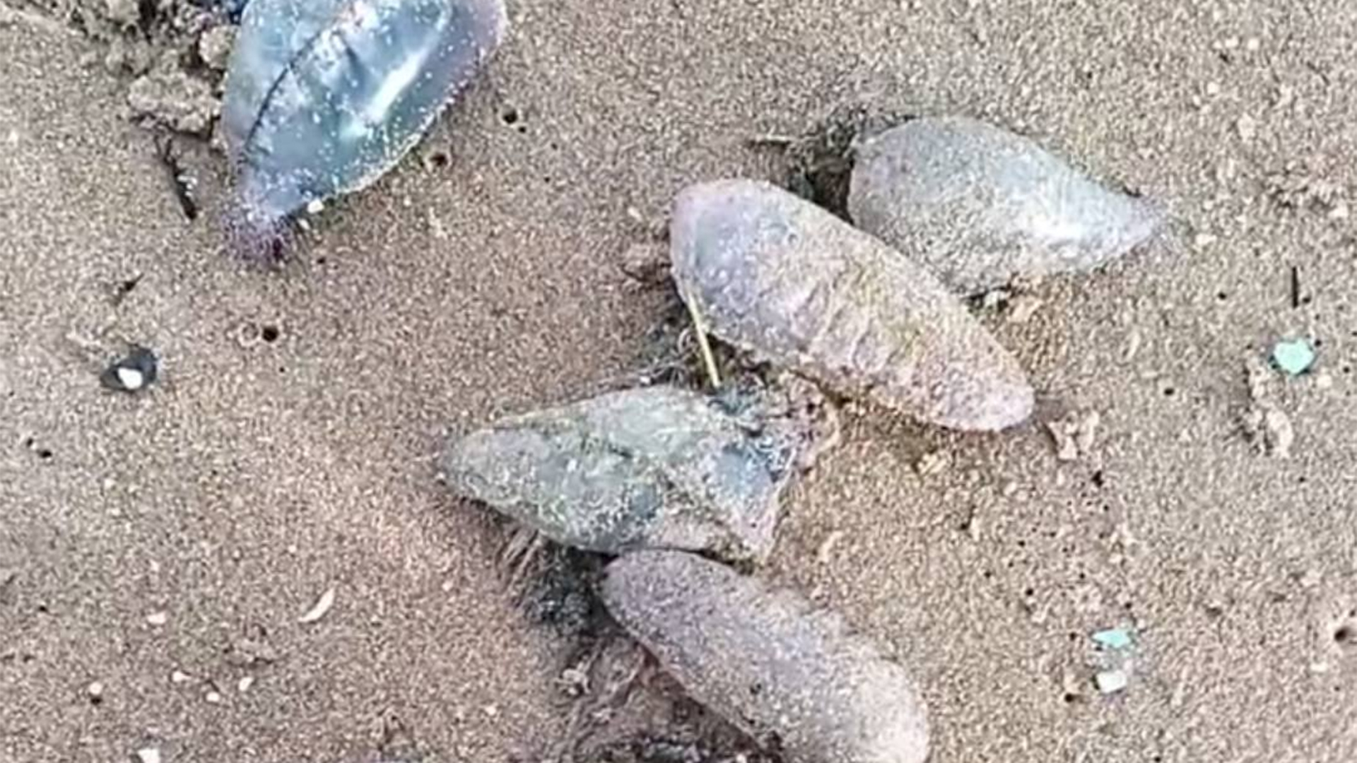 Alerte sur les plages : la galère portugaise fait son...