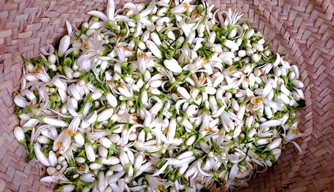 Nabeul se parfume au printemps : ouverture de la saison...