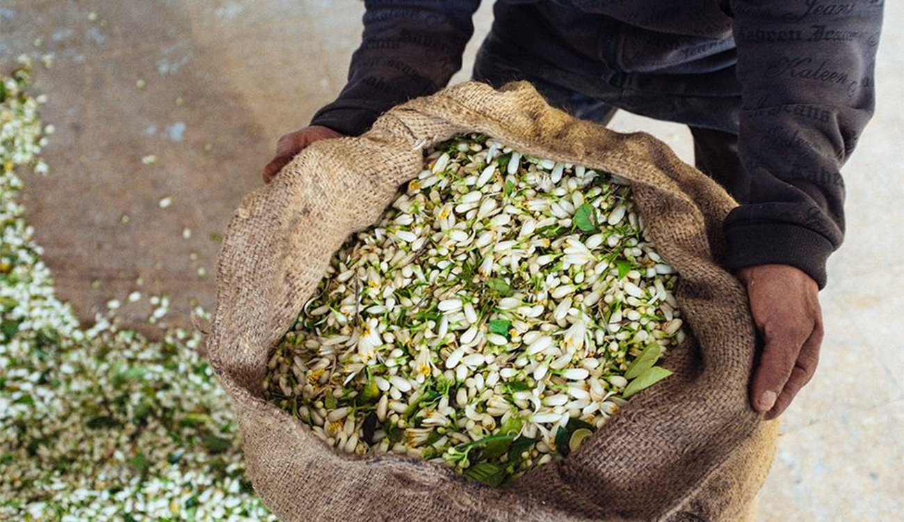 Nabeul : une récolte de fleurs d’oranger estimée jusqu’à 14...