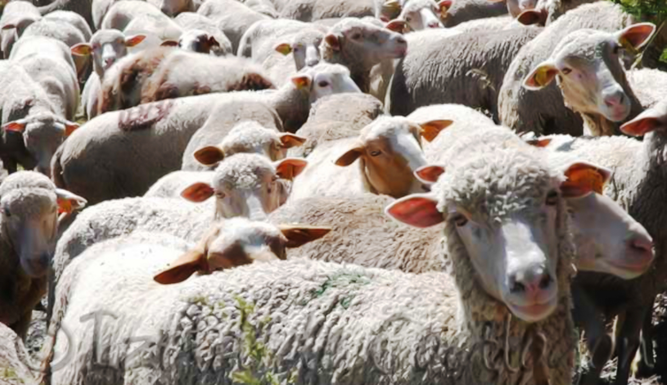 Moutons importés : Vigilance face aux bouchers spéculateurs