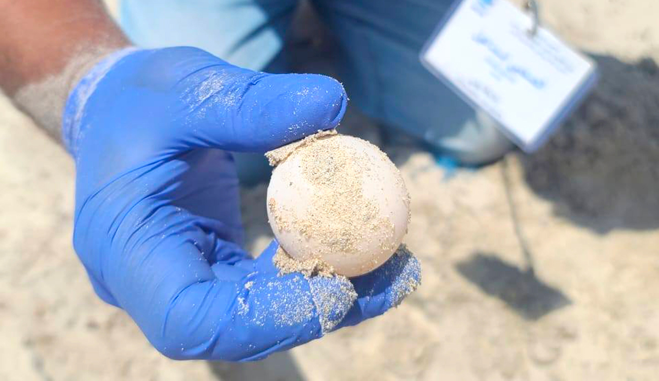 Tunisie : un nouveau site de nidification de tortues marines...