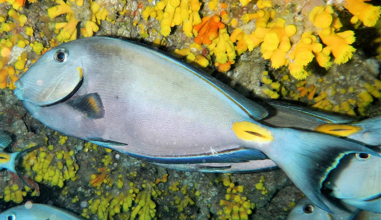 Tunisie : le poisson chirurgien africain débarque sur nos côtes