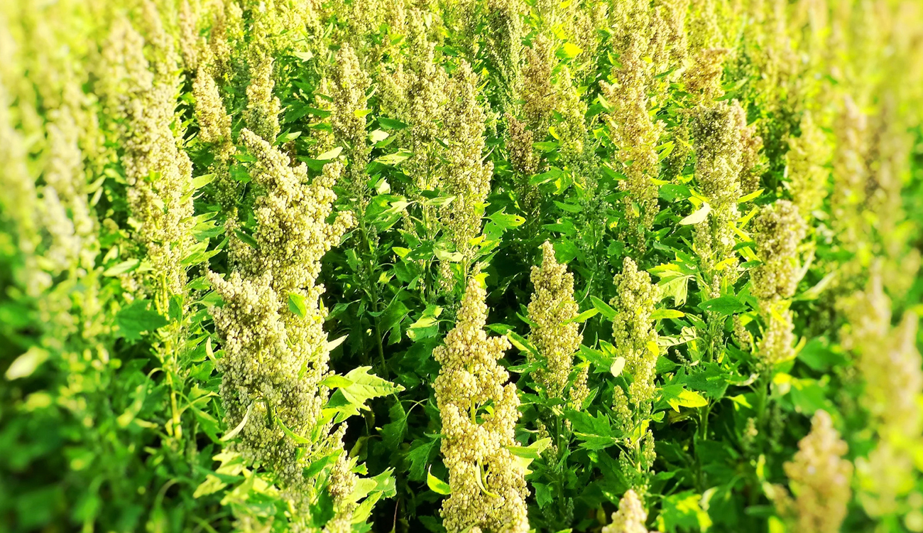 Culture du quinoa : Et si les domaines arides en...