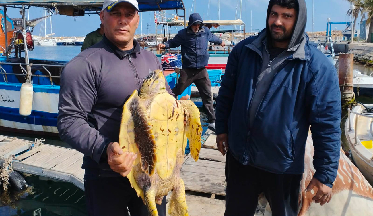 Une tortue Caretta caretta retrouvée morte au large de Monastir