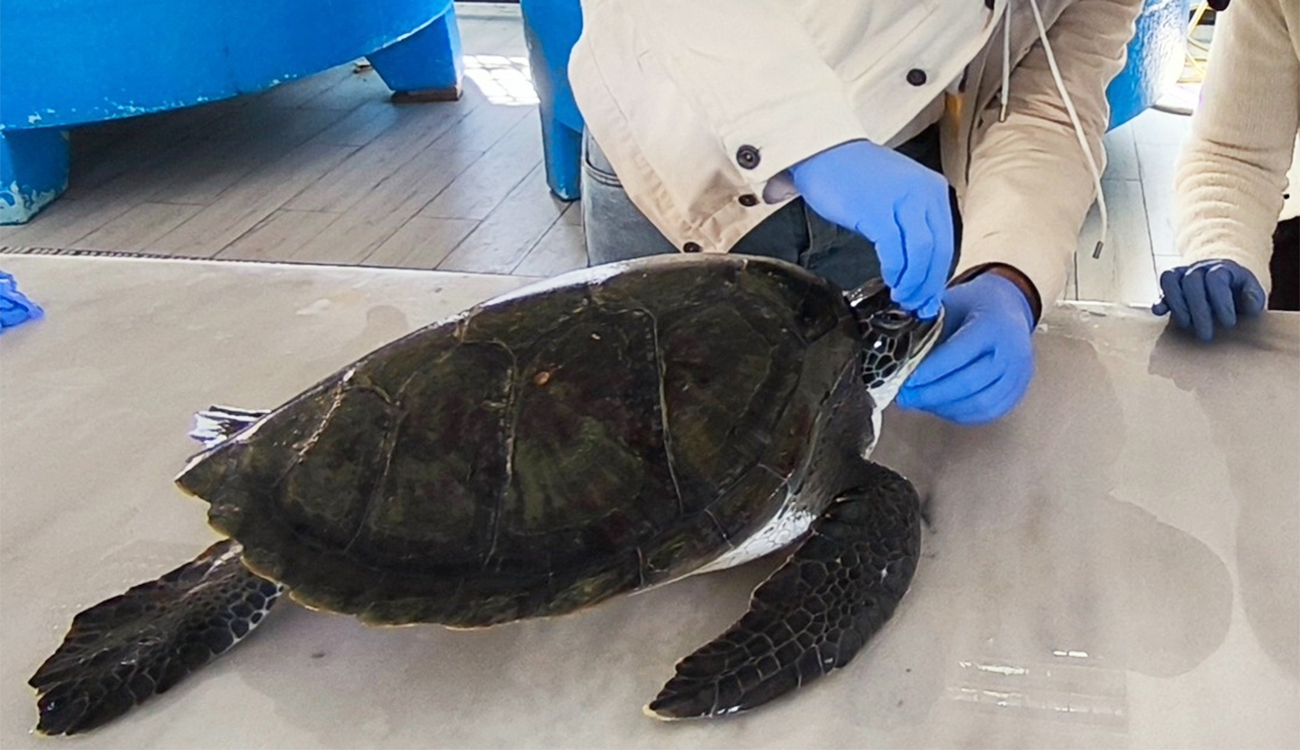 Une tortue verte sauvée dans le golfe de Monastir