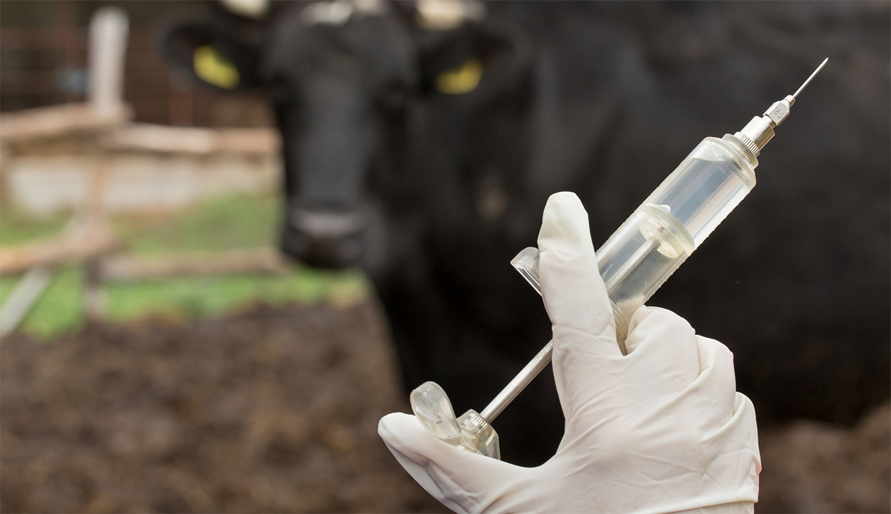 Santé animale : appel à la vaccination massive du cheptel...