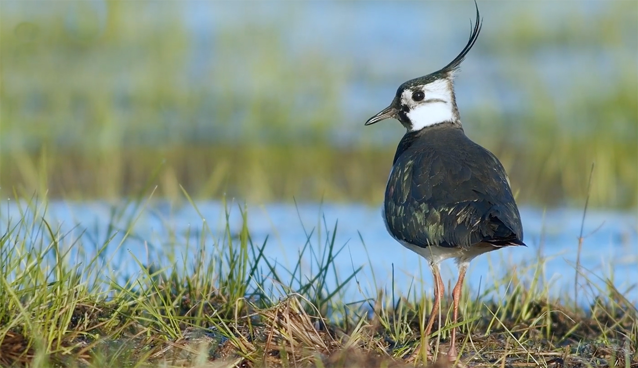 Zones humides : la société civile méditerranéenne mobilisée à Tunis