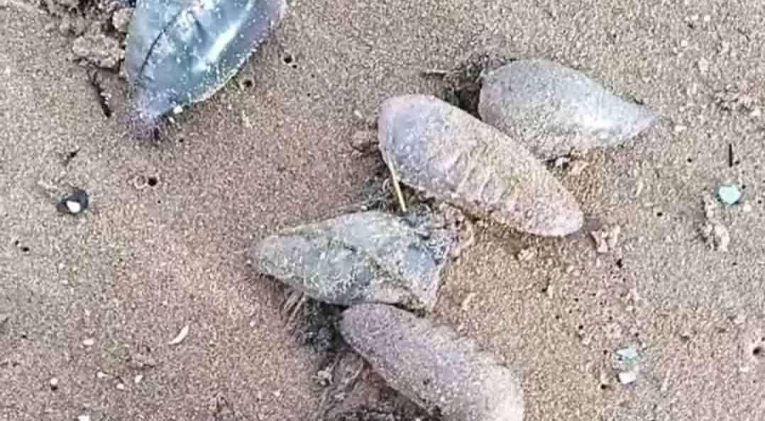 Côtes de Bizerte : le dangereux “galion portugais” refait surface