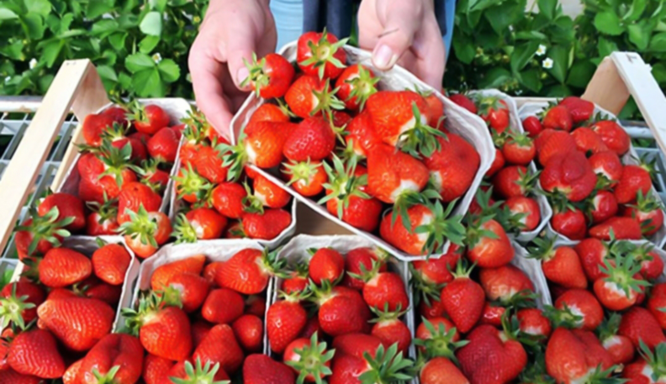 Fraises impropres à la consommation : Se méfier des rumeurs