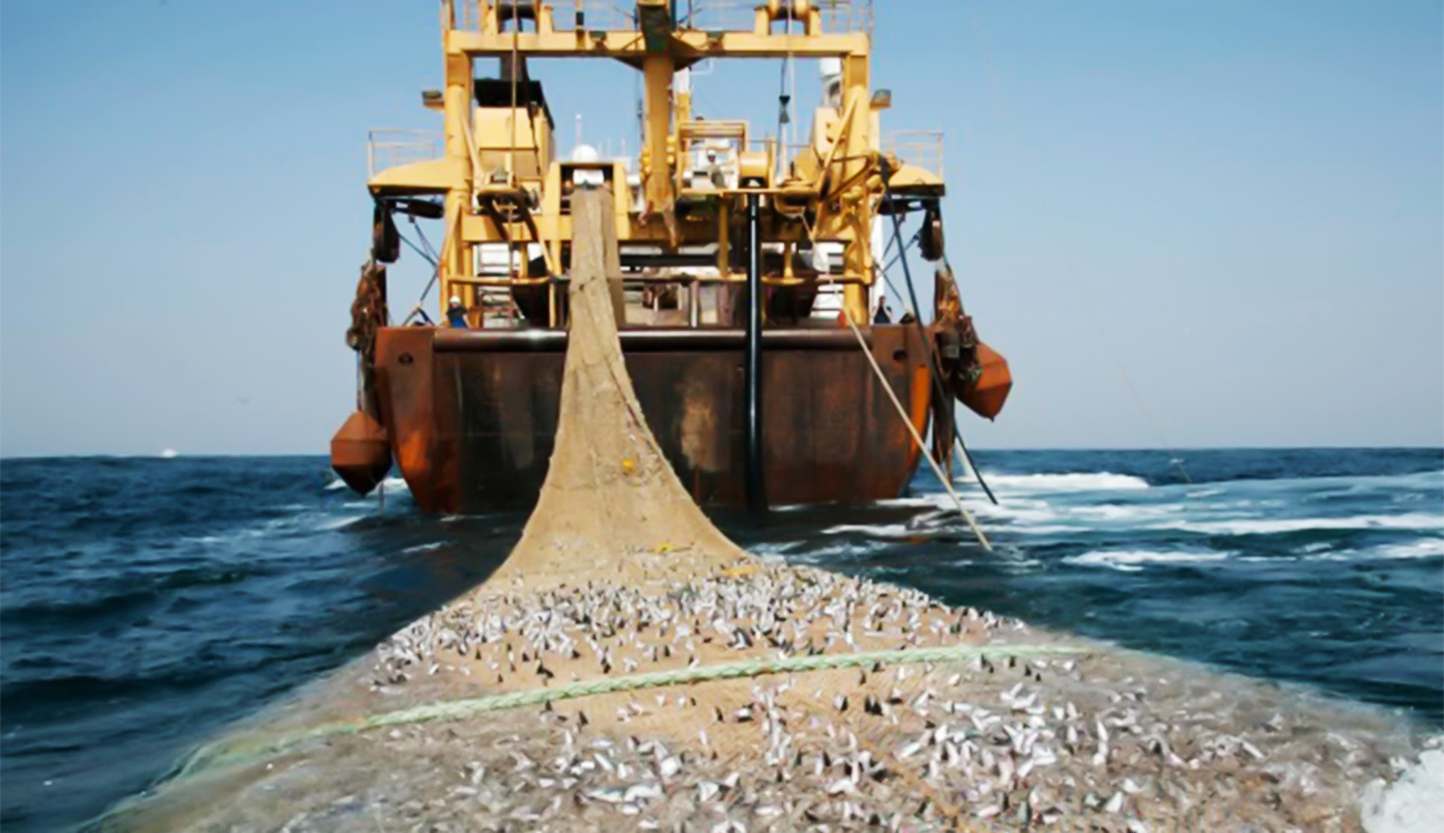 la Méditerranée sous le poids de la pêche illégale :...