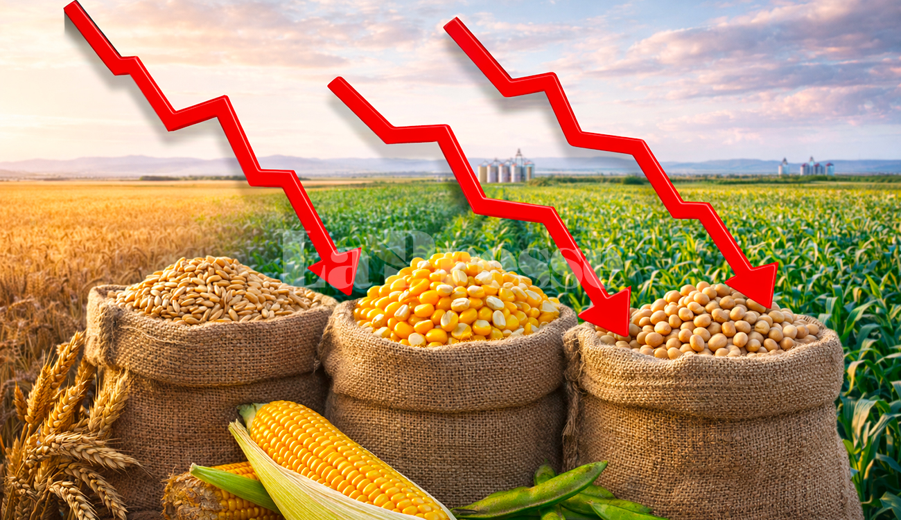 Blé, maïs et soja : chute des prix sur les...
