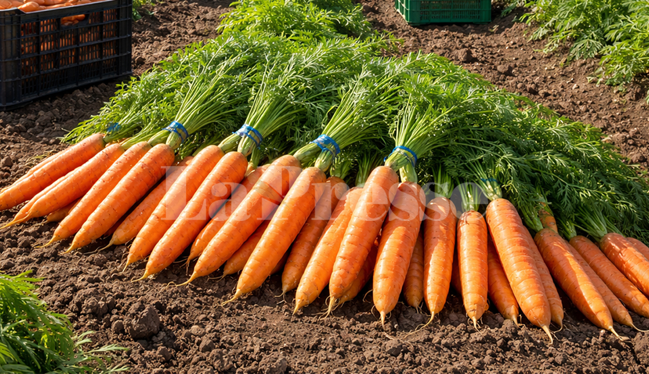Tunisie : une nouvelle variété de carotte hybride à haut...