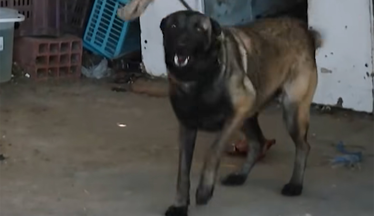 Monastir-Entrepôt municipal visité par le Président de la République :...