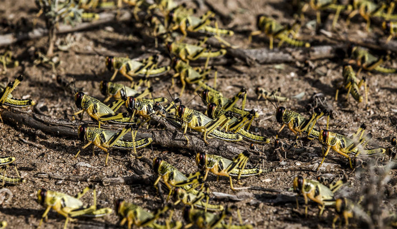 Criquets pèlerins : Gafsa se prépare à l’éventualité d’une invasion