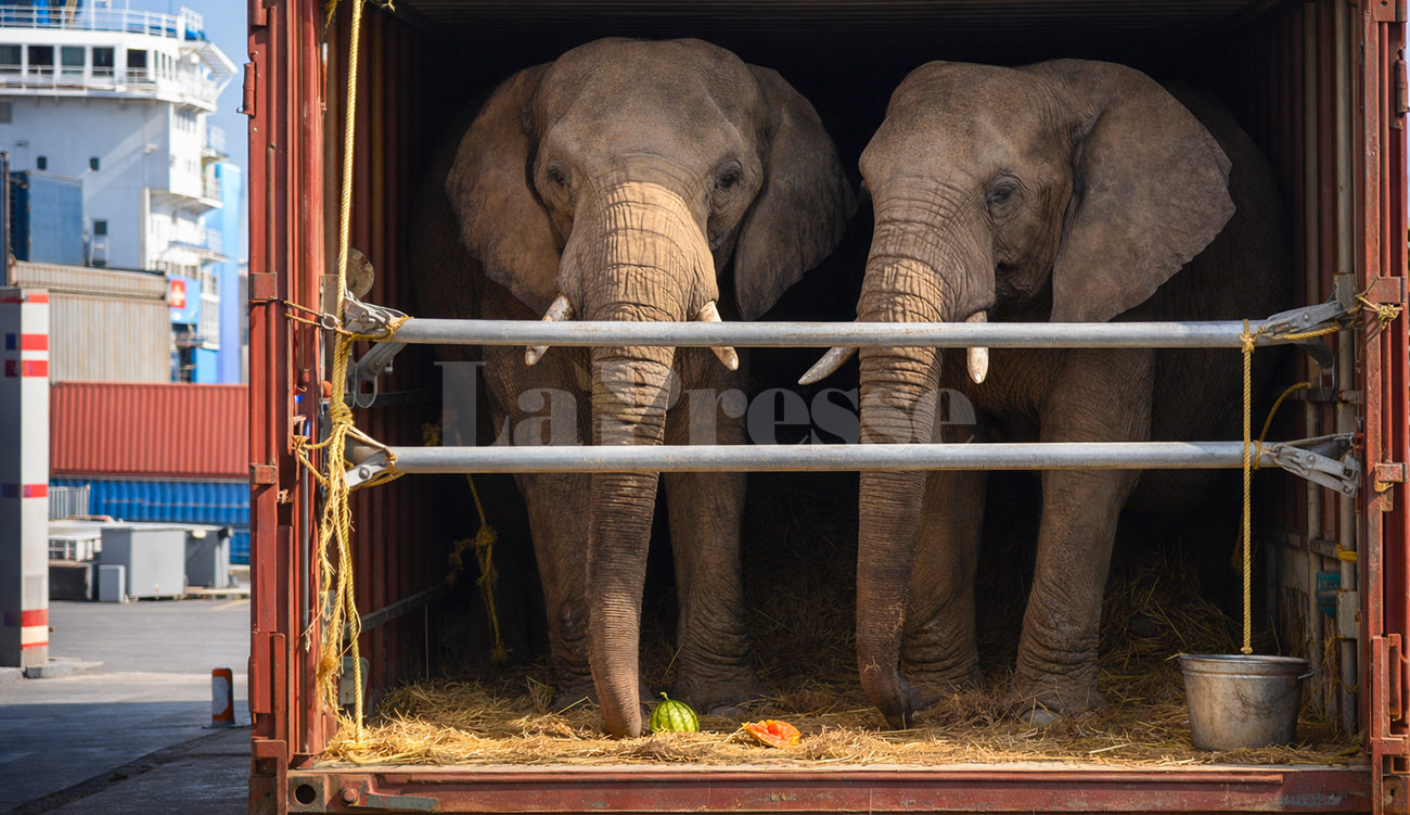 Arrivées depuis hier, les deux éléphantes en provenance de Pologne...