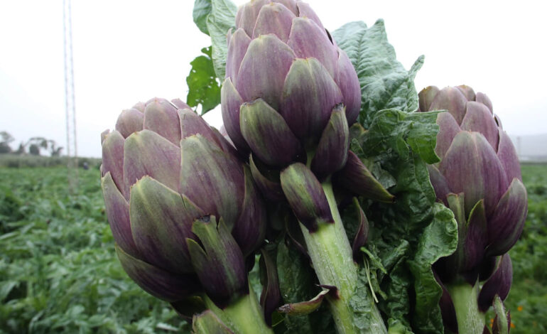 Manouba : Les superficies consacrées aux cultures maraîchères s&rsquo;élèvent à 800 ha