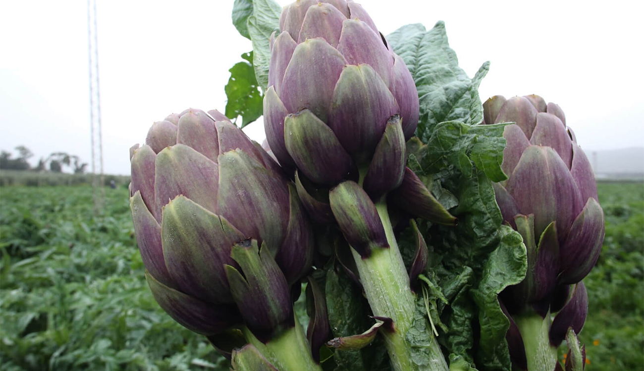 Manouba : Les superficies consacrées aux cultures maraîchères s&rsquo;élèvent à...