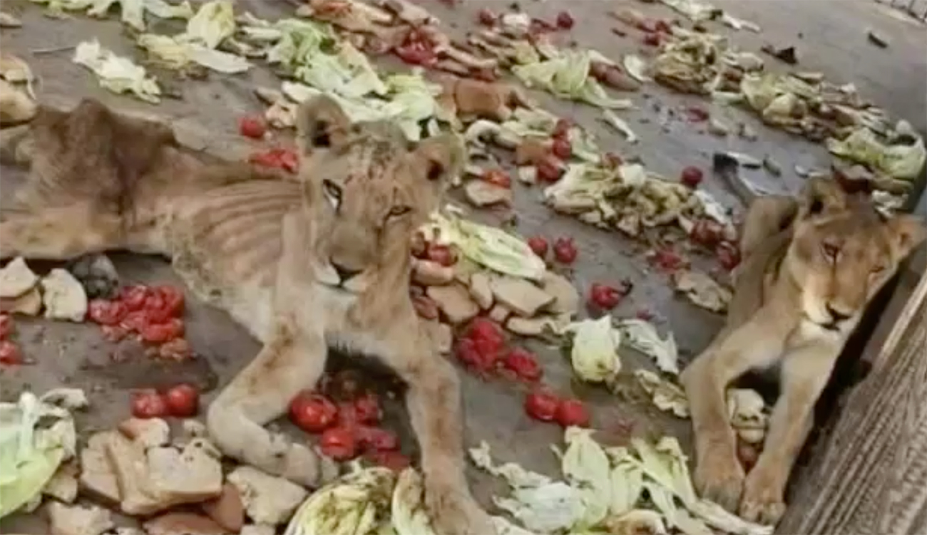 Lions nourris aux légumes à Jebel Orbata : info ou...
