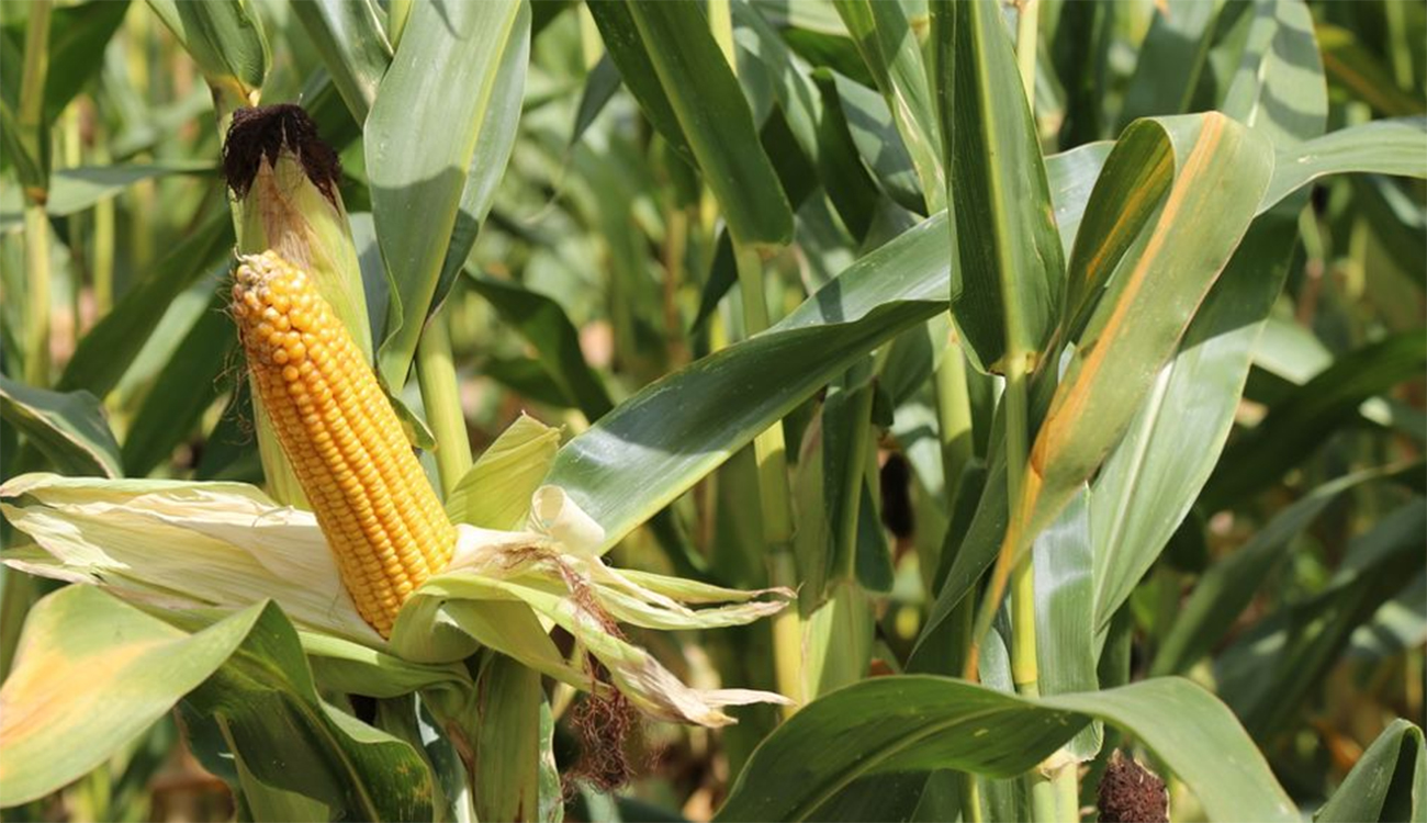 Révision des prix du maïs fourrager : l’Office des aliments...